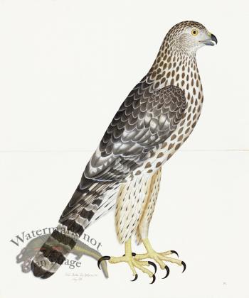 Rudbeck 032 Goshawk 20x24